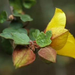 Fremontodendron californicum flowers