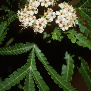 Lyonothomnus floribundus ssp asplenifolius