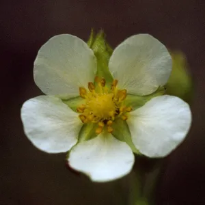 Potentilla glandulosa