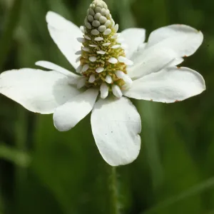 Anemopsis californica var. saururaceae