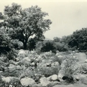 Pond area