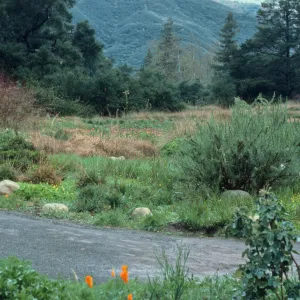 Meadow with snow on Arlington Peak