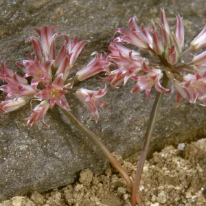 Allium fimbriatum, Fringed Onion