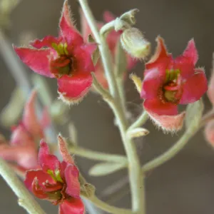 Krameria parvifolia