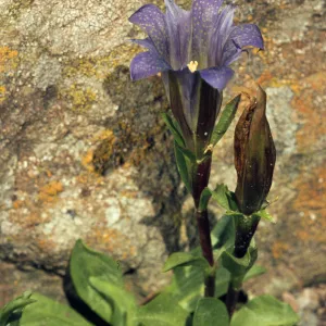 Gentiana newberryi, Newberry's Gentian