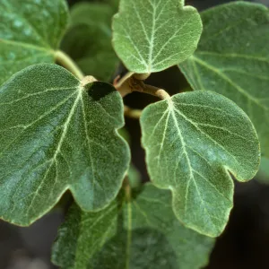 Fremontodendron californicum