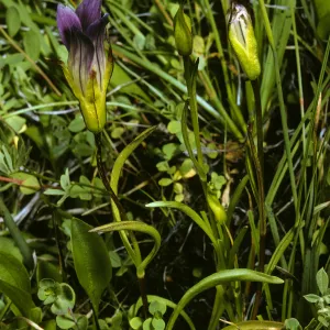 Gentiana holopetala, Sierra Gentian
