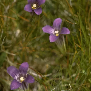 Gentiana holopetala, Sierra Gentian
