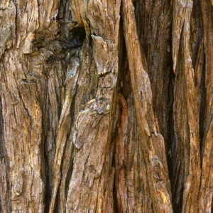 Calocedrus decurrens