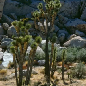 Yucca brevifolia, Joshua Tree