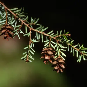 Tsuga heterophylla