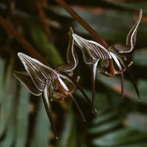 Scoliopus bigelovii, Fetid Adder’s Tongue
