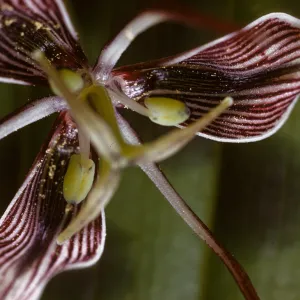Scoliopus bigelovii, Fetid Adder's Tongue