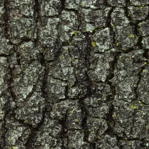 Quercus wislizeni, Interior Live Oak