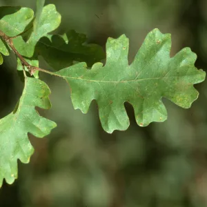 Quercus lobata