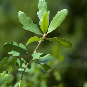 Quercus douglasii
