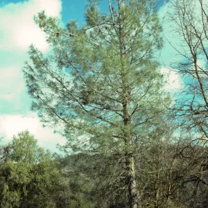 Pinus sabiana, Gray Pine