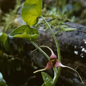 Asarum caudatum