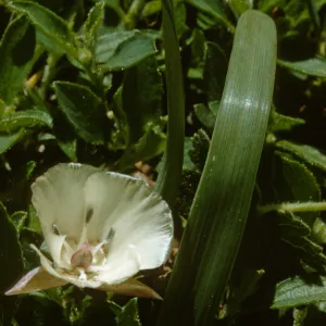 Calochortus minimus