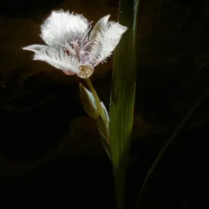 Calochortus tolmiei