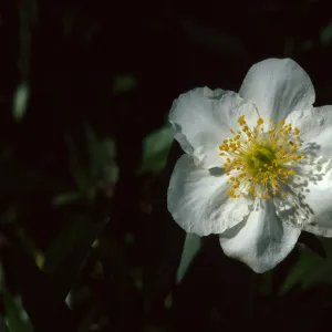 Carpenteria californica