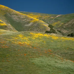 Coreopsis & Eschscholzia californica