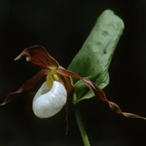 Cypripedium montanum
