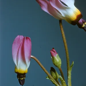 Dodecatheon sp.