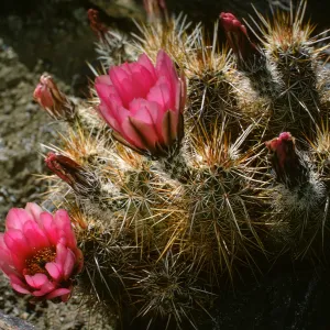 Echinocereus engelmanni