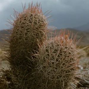 Echinocactus polycephalus