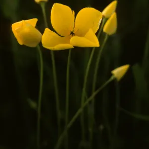 Eschscholzia lobbii