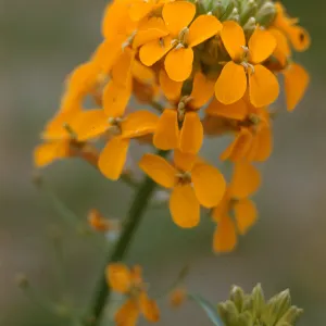 Erysimum capitatum