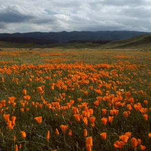 Eschscholzia californica