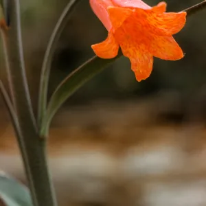 Fritillaria recurva