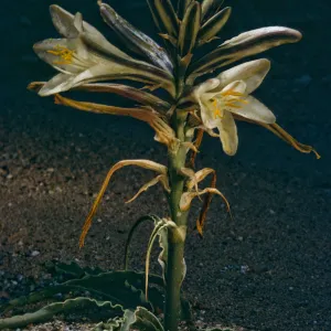 Hesperocallis undulata