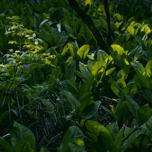 Lysichiton americanus