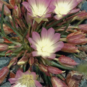 Lewisia rediviva