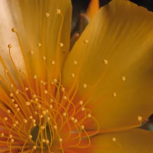 Mentzelia lindleyi