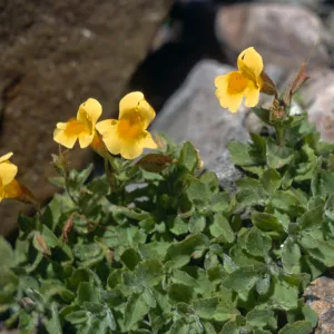 Mimulus tilingii