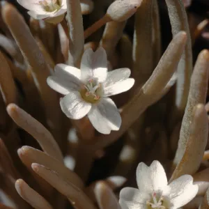 Claytonia spathulata