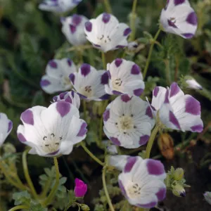 Nemophila maculata