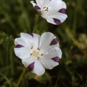 Nemophila maculata