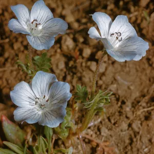 Nemophila menziesii