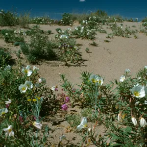 Oenethera deltoides & Verbena