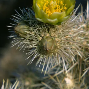 Opuntia echinocarpa