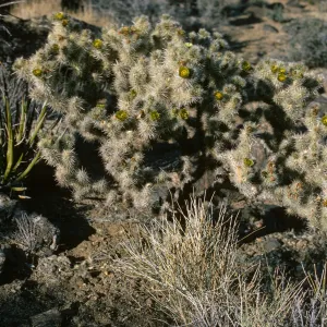 Opuntia echinocarpa