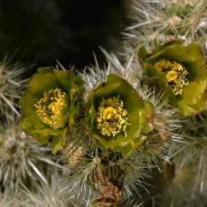 Opuntia echinocarpa