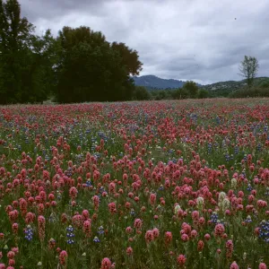 Orthocarpus purpurascens
