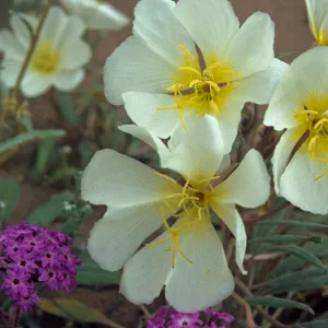 Oenethera deltoides 