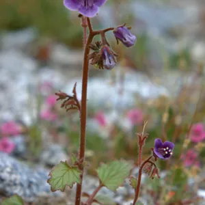 Phacelia calthifolia